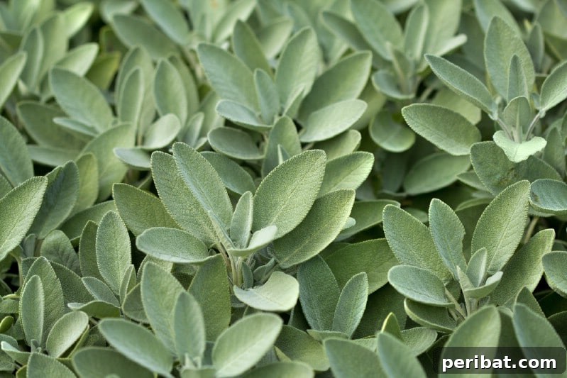 Grow Your Garden for Free: 20 Easy Plants to Start from Cuttings 20 Sage softwood cuttings in water, showing new roots