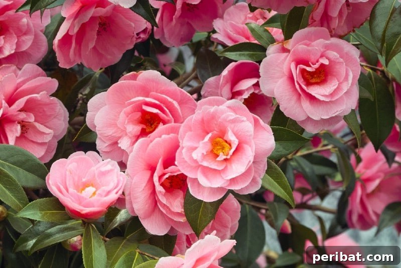 Grow Your Garden for Free: 20 Easy Plants to Start from Cuttings 3 Camellia semi-hardwood cutting showing leaves and stem