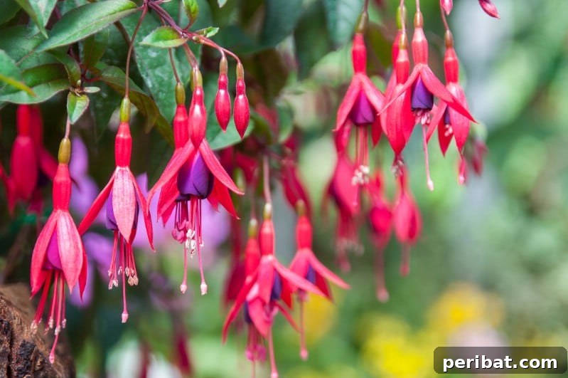 Grow Your Garden for Free: 20 Easy Plants to Start from Cuttings 21 Fuchsia softwood cuttings planted in moist compost