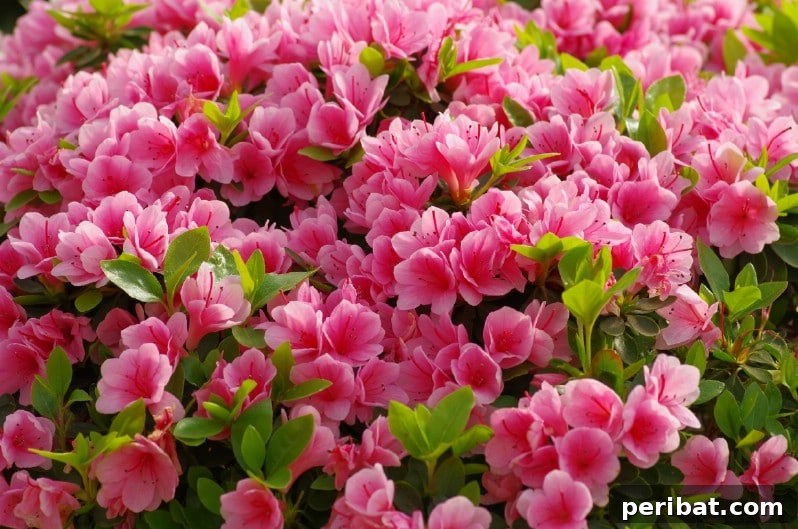 Grow Your Garden for Free: 20 Easy Plants to Start from Cuttings 23 Azalea semi-hardwood cuttings in a propagation tray