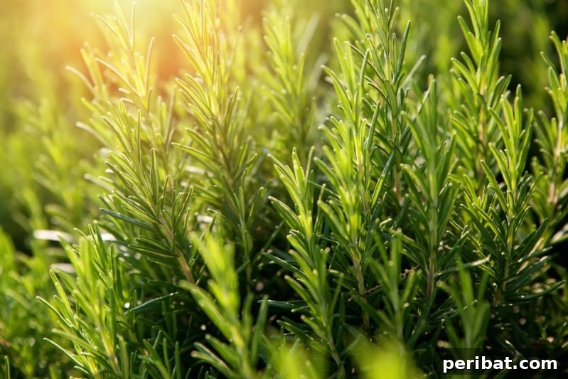Grow Your Garden for Free: 20 Easy Plants to Start from Cuttings 24 Rosemary softwood cuttings showing tender green stems