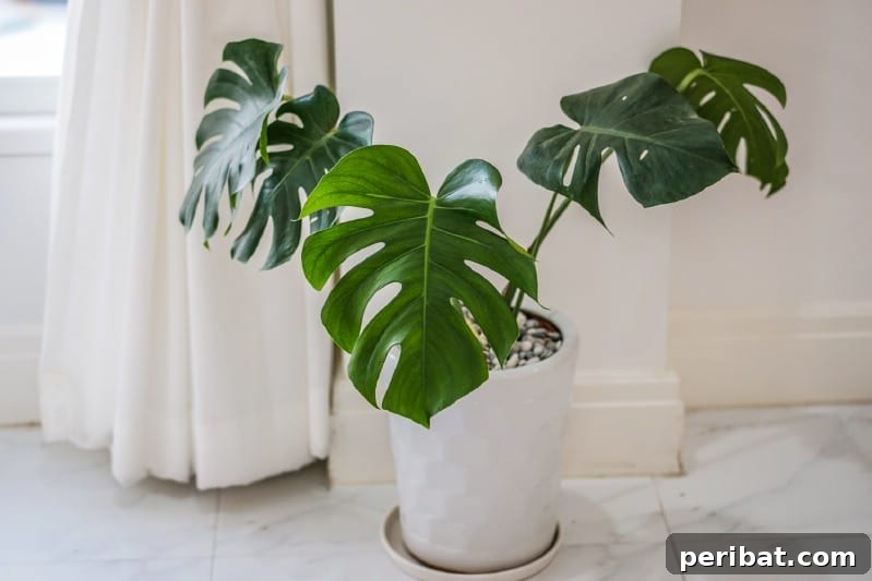 Grow Your Garden for Free: 20 Easy Plants to Start from Cuttings 25 Philodendron tip cutting with visible nodes