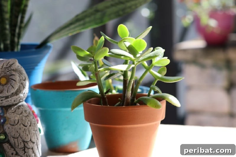 Grow Your Garden for Free: 20 Easy Plants to Start from Cuttings 26 Jade plant cutting with thick, succulent leaves
