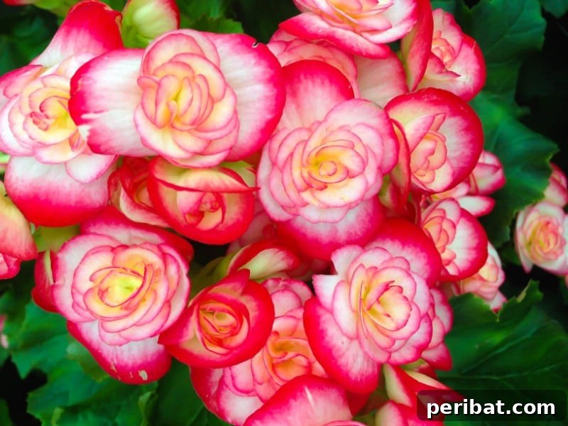 Grow Your Garden for Free: 20 Easy Plants to Start from Cuttings 27 Begonia stem cuttings planted in a tray