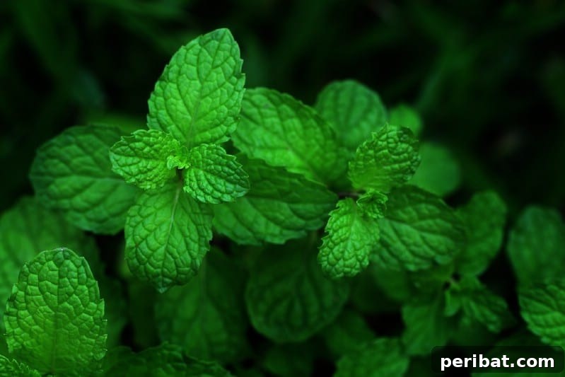 Grow Your Garden for Free: 20 Easy Plants to Start from Cuttings 29 Mint stem cuttings rooting in water
