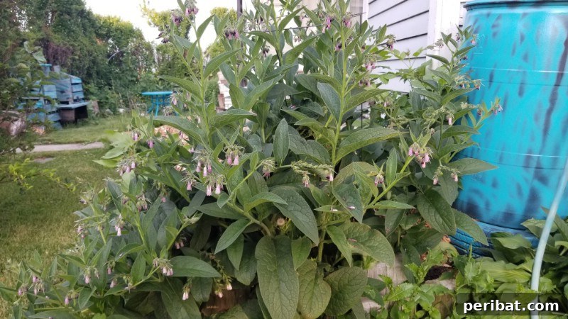 Grow Your Garden for Free: 20 Easy Plants to Start from Cuttings 30 Comfrey root cuttings planted in soil
