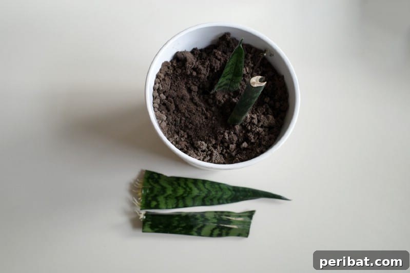 Grow Your Garden for Free: 20 Easy Plants to Start from Cuttings 31 Snake Plant leaf cuttings in various stages of rooting