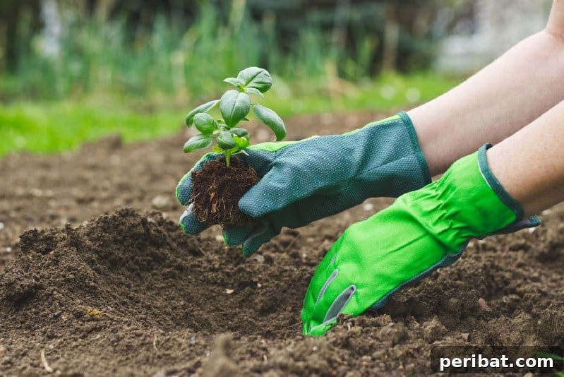 Grow Your Garden for Free: 20 Easy Plants to Start from Cuttings 32 Basil stem cuttings rooting in a glass of water