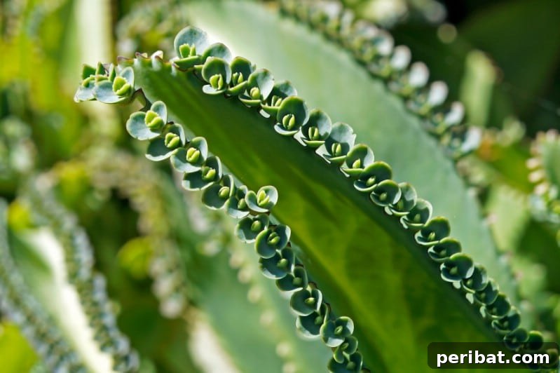 Grow Your Garden for Free: 20 Easy Plants to Start from Cuttings 33 Mother of Thousands plantlets on leaf margins