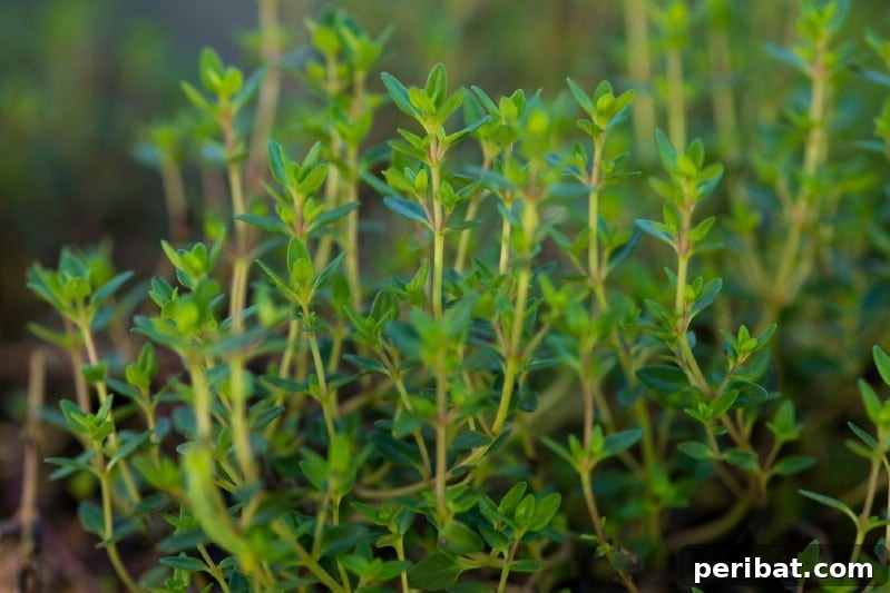Grow Your Garden for Free: 20 Easy Plants to Start from Cuttings 34 Thyme stem cuttings ready for propagation
