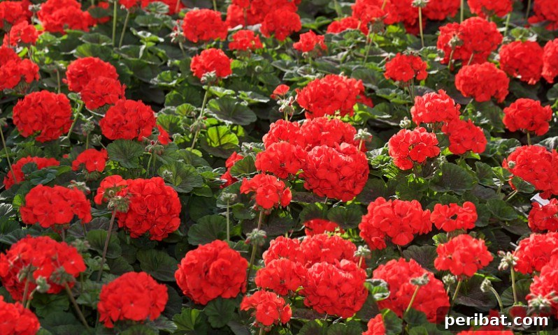 Grow Your Garden for Free: 20 Easy Plants to Start from Cuttings 35 Pelargonium stem cuttings with new root growth