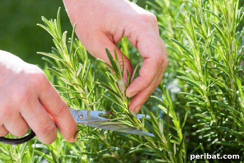 Grow Your Garden for Free: 20 Easy Plants to Start from Cuttings 36 Gardener carefully cutting a rosemary stem for propagation