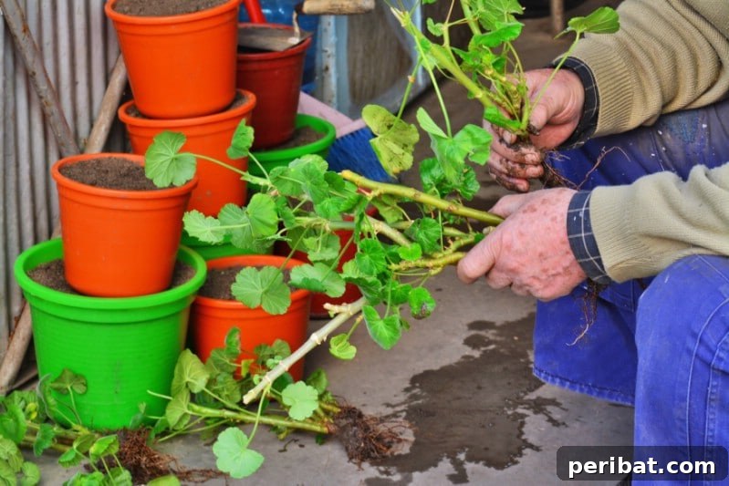 Grow Your Garden for Free: 20 Easy Plants to Start from Cuttings 37 Close-up of a geranium stem being cut below a node
