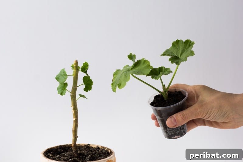 Grow Your Garden for Free: 20 Easy Plants to Start from Cuttings 38 Small pot filled with rooting medium, ready for planting a cutting