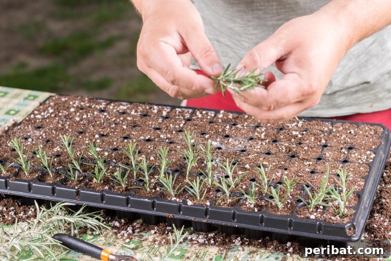 Grow Your Garden for Free: 20 Easy Plants to Start from Cuttings 39 Rosemary cuttings newly planted in a small pot, ready to root