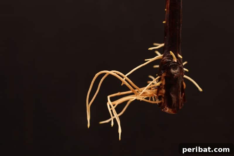 Grow Your Garden for Free: 20 Easy Plants to Start from Cuttings 40 Healthy rooted cutting ready for transplanting into a larger pot