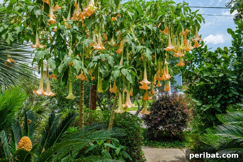 Grow Your Garden for Free: 20 Easy Plants to Start from Cuttings 6 Angel's Trumpet hardwood cuttings ready for planting
