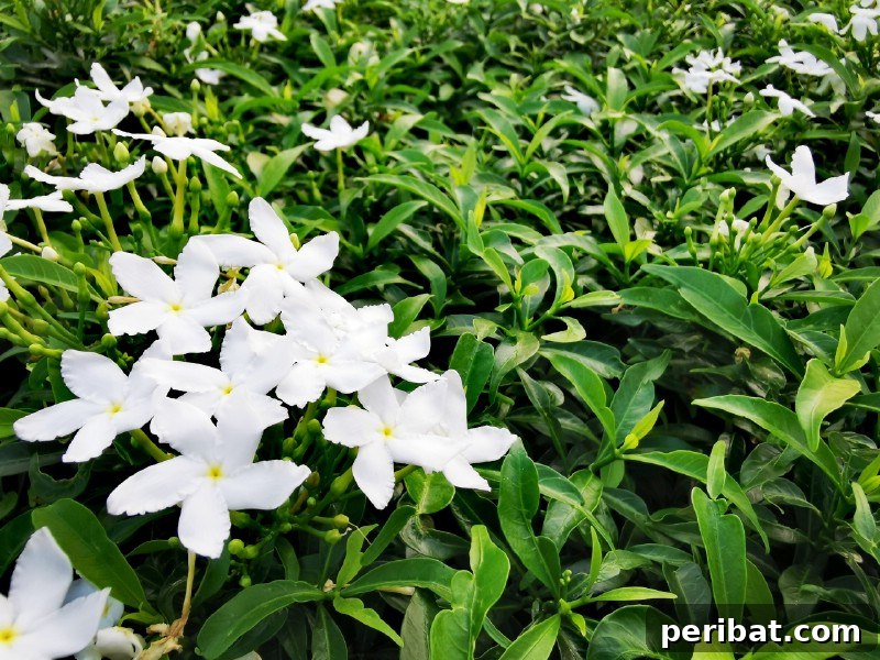 Grow Your Garden for Free: 20 Easy Plants to Start from Cuttings 7 Gardenia greenwood cuttings with glossy leaves