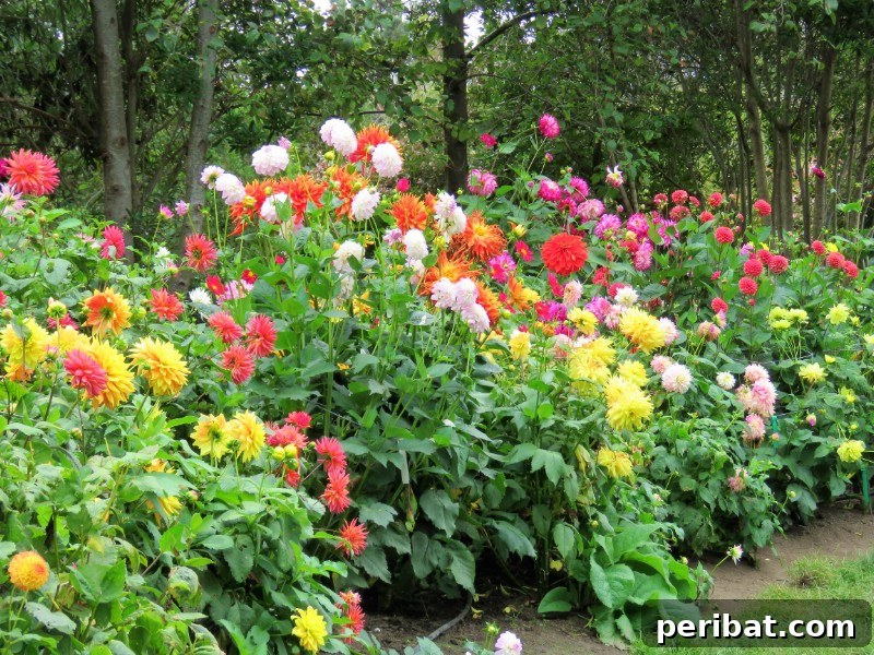 Grow Your Garden for Free: 20 Easy Plants to Start from Cuttings 8 Dahlias greenwood cuttings showing young shoots