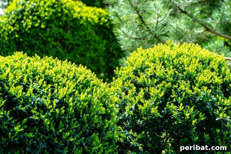 Grow Your Garden for Free: 20 Easy Plants to Start from Cuttings 9 Boxwood greenwood cuttings with soft green leaves