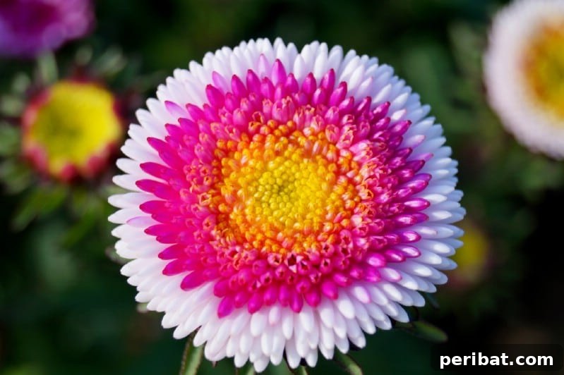 Grow Your Garden for Free: 20 Easy Plants to Start from Cuttings 10 Aster softwood cuttings from new spring growth