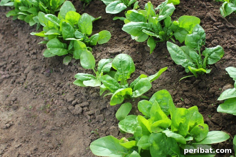 Spinach