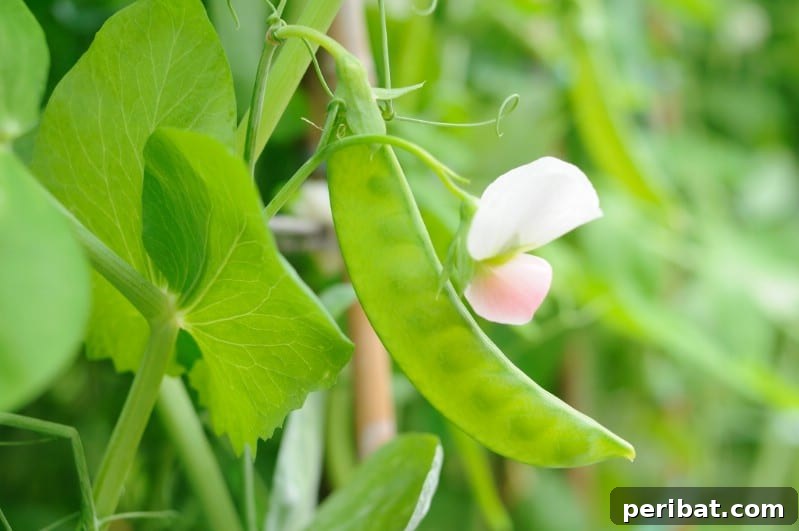 Snow peas