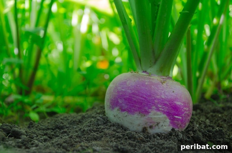 Turnips