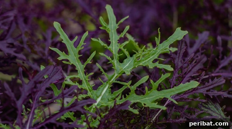 Asian greens