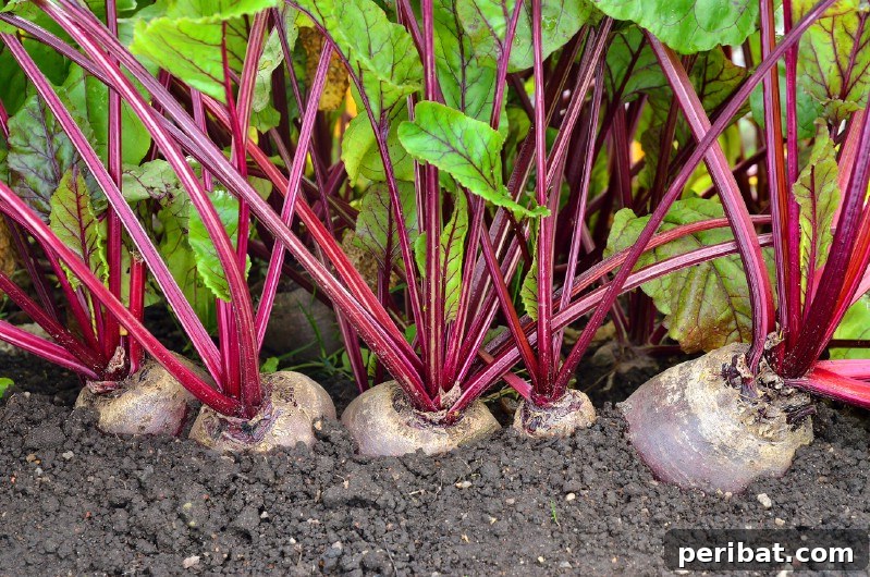 Beets