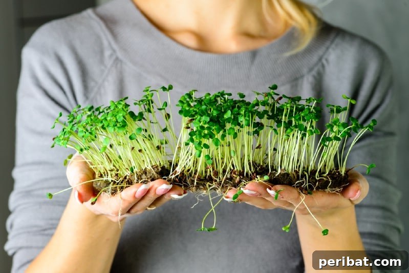Microgreens