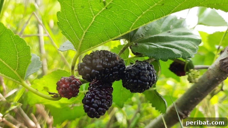 Mulberries