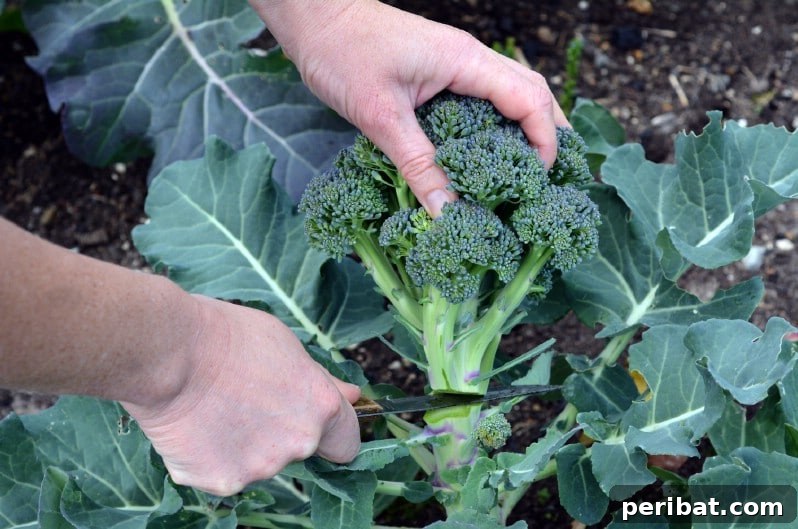 Broccoli