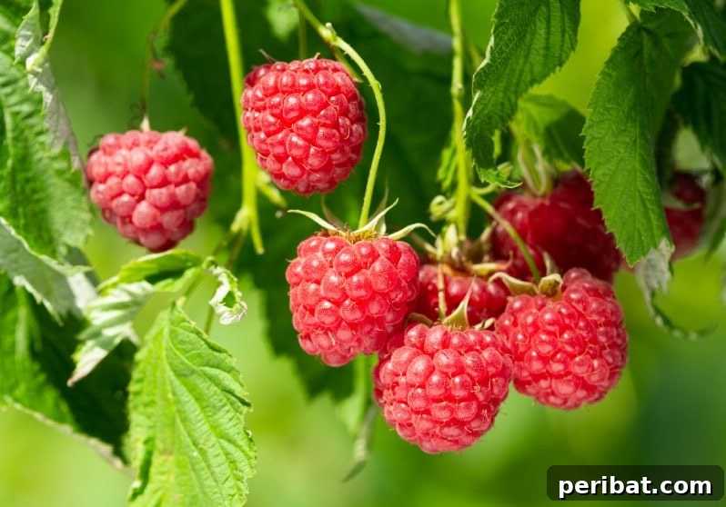 Raspberries