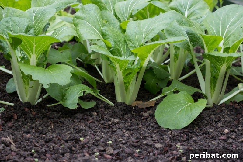 Bok choy