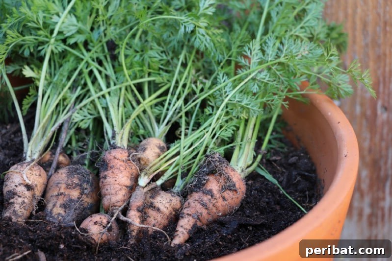 Baby carrots