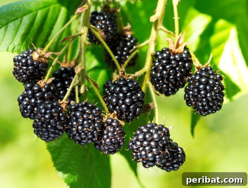 Blackberries