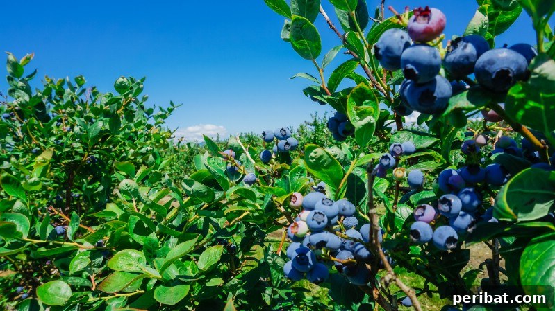 Blueberries