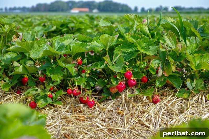 Strawberries