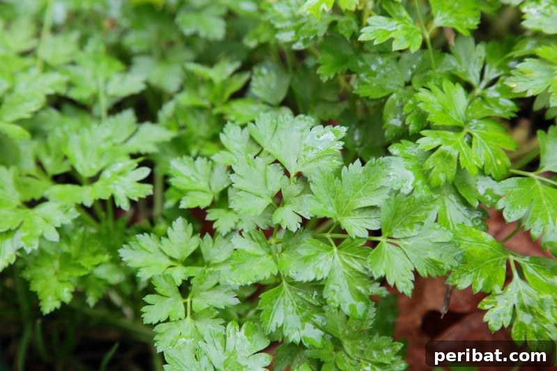 Parsley