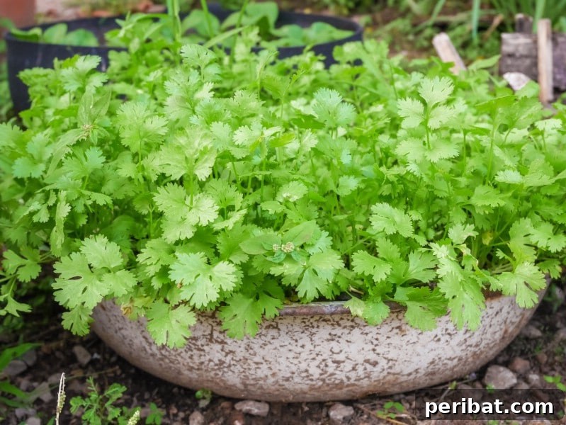Coriander