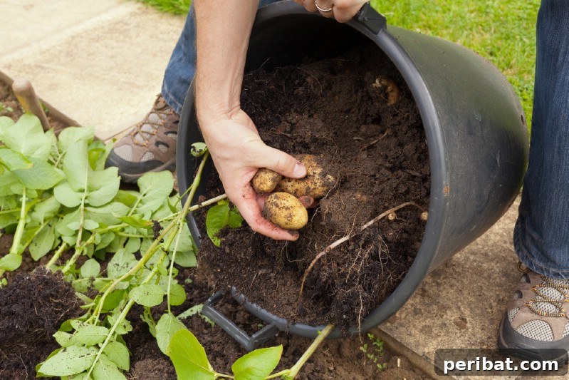 Potatoes