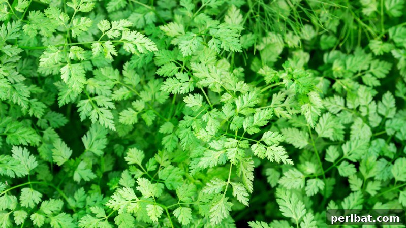Chervil