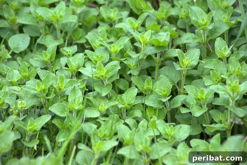 Oregano