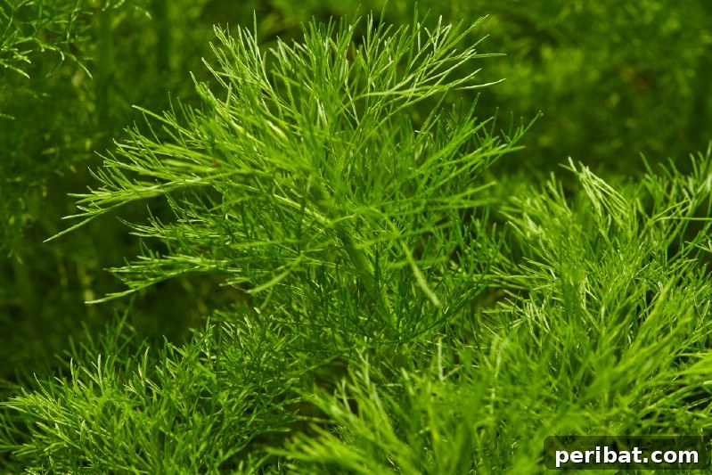 Dill