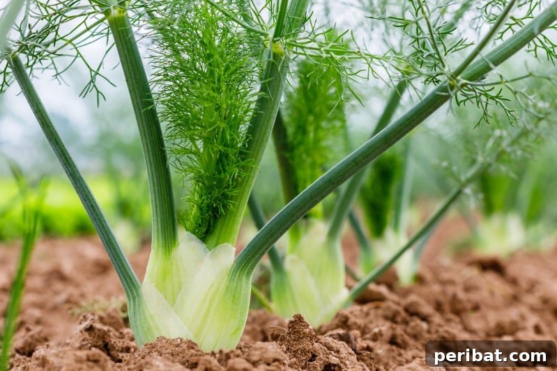 Fennel