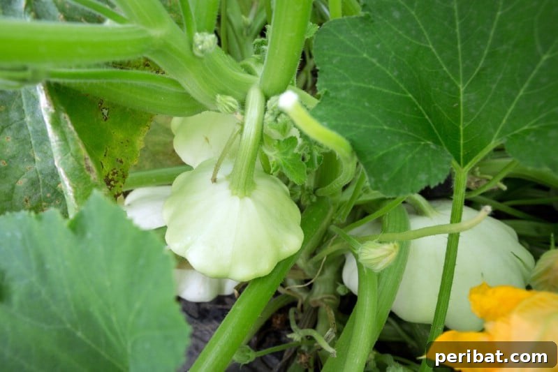 Summer squash