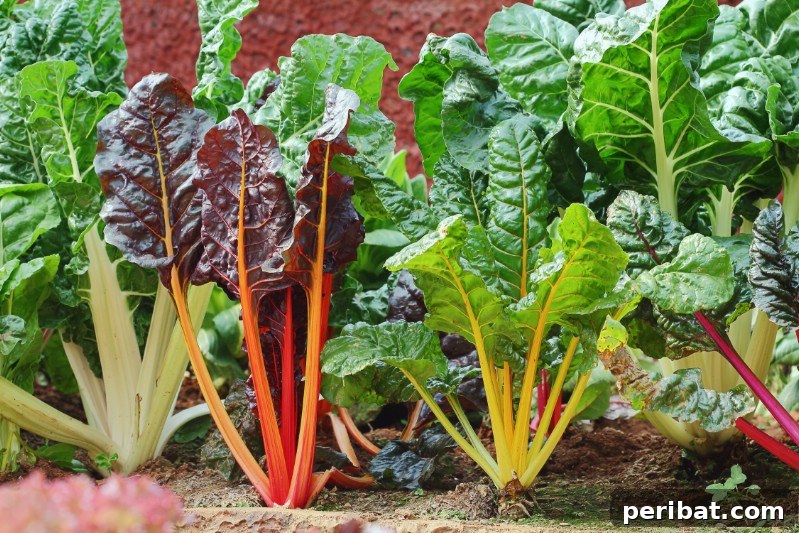 Swiss chard