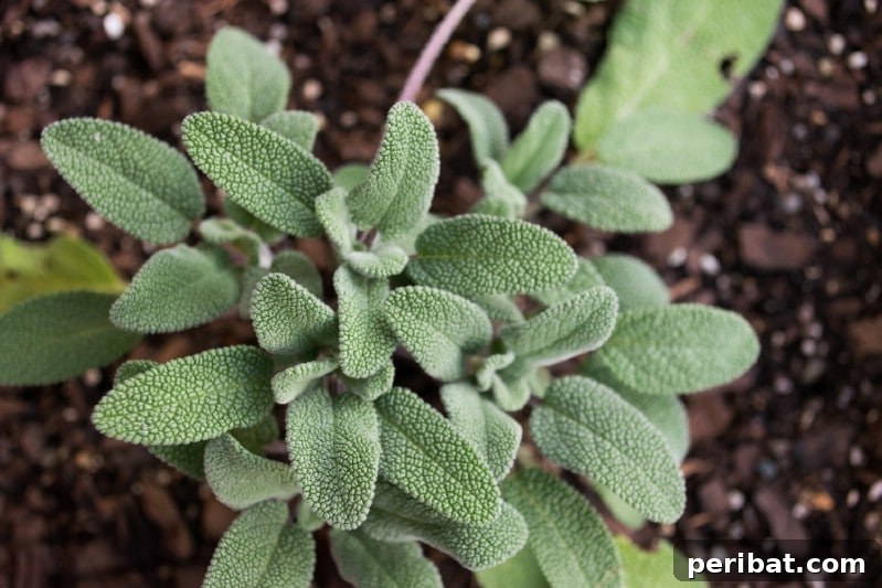 Sage