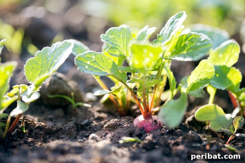 Radishes